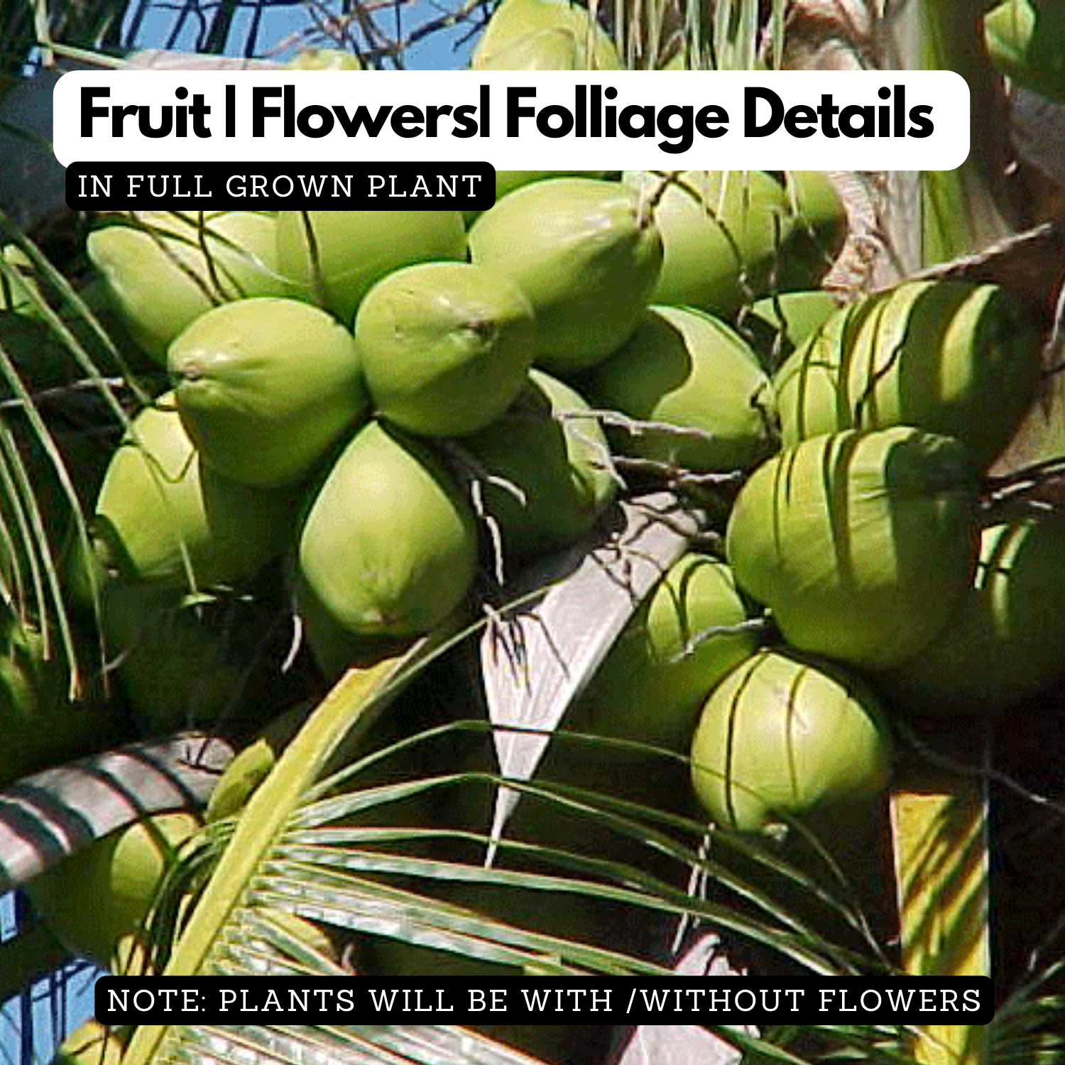 Nadan Thengu / Coconut Tree (Nadan) (Cocus nucifera) Fruit Live Plant (Home & Garden)