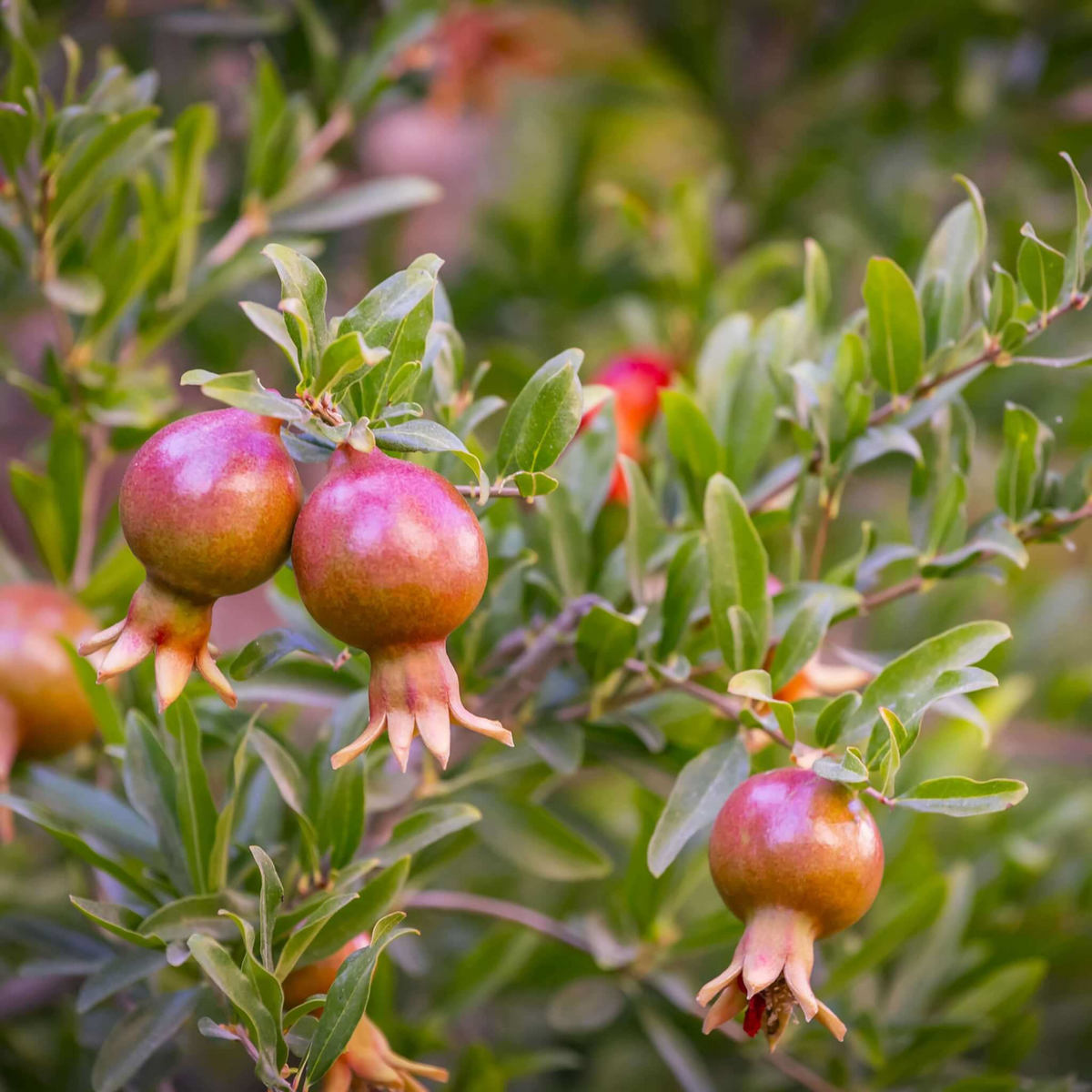 Ornamental Pomegranate (Punica granatum) Fruit Live Plant (Home & Garden)