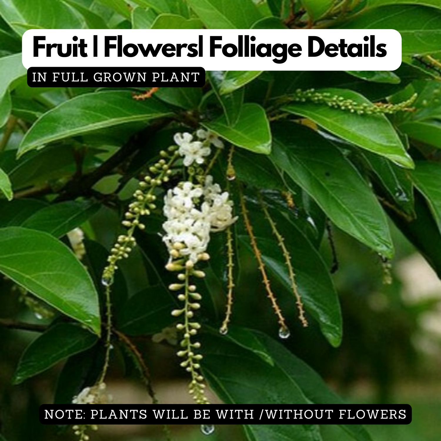 Parijatham Plant / Fiddlewood (Citharexylum spinosum) Flowering/Ornamental Live Plant (Home & Garden)