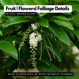 Parijatham Plant / Fiddlewood (Citharexylum spinosum) Flowering/Ornamental Live Plant (Home & Garden)