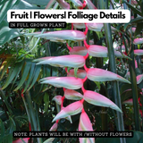 Heliconia Chartacea Sexy Pink (Genus Heliconia) Flowering/Ornamental Live Plant (Home & Garden)