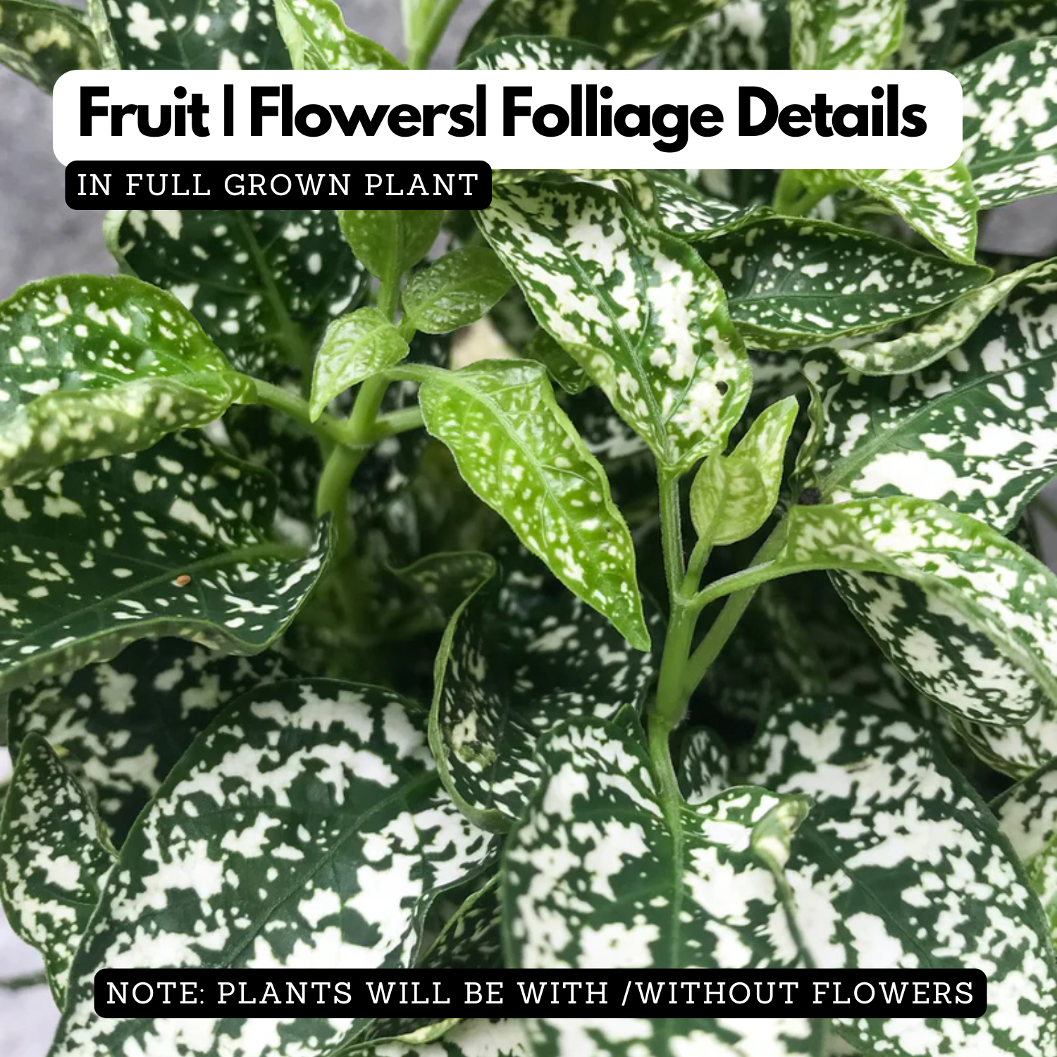 Polka Dot Plant (Hypoestes phyllostachya) Ornamental Live Plant (Home & Garden)