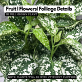 Polka Dot Plant (Hypoestes phyllostachya) Ornamental Live Plant (Home & Garden)