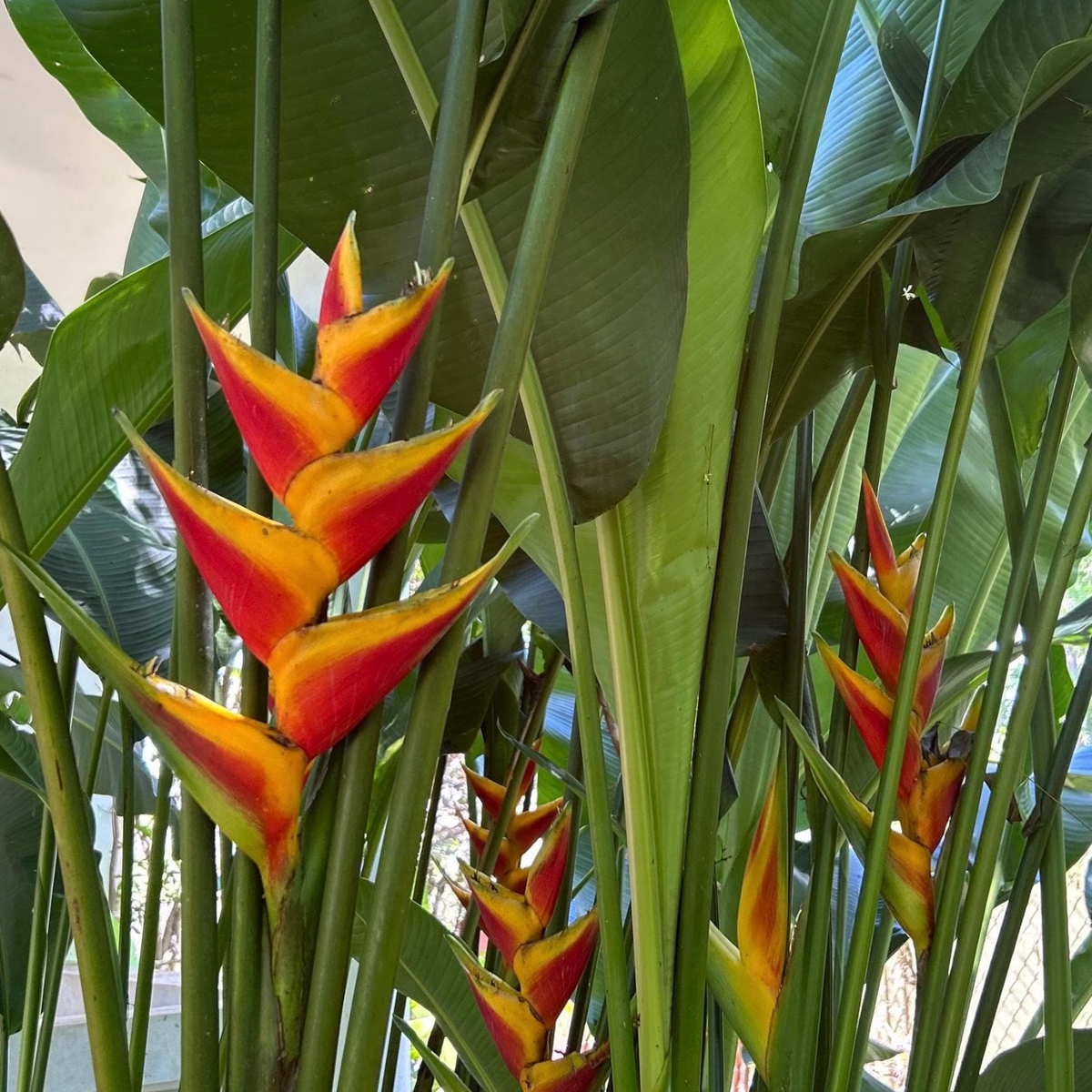 Heliconia Caribaea Jacquinii (genus Heliconia) Flowering/Ornamental Live Plant (Home & Garden)