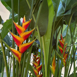 Heliconia Caribaea Jacquinii (genus Heliconia) Flowering/Ornamental Live Plant (Home & Garden)
