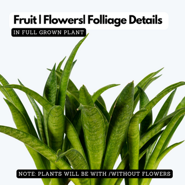 sansevieria lilliput Sansevieria Lilliput (Snake Plant) Live Plant (Home & Garden) – Hug A Plant