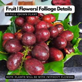 Matoa (Pometia Pinnata) Fruit Live Plant (Home & Garden)