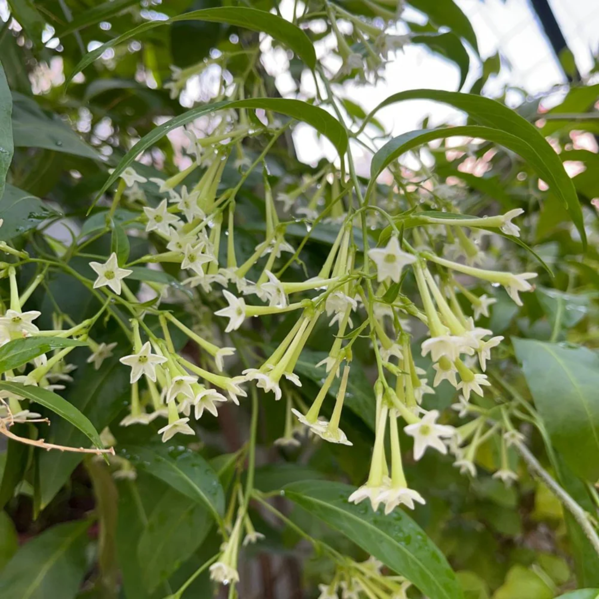 Raat Ki Rani, Raat Rani, Night Blooming Jasmine Plant (Cestrum Nocturnum) Flowering/Ornamental Live Plant for Home & Garden)