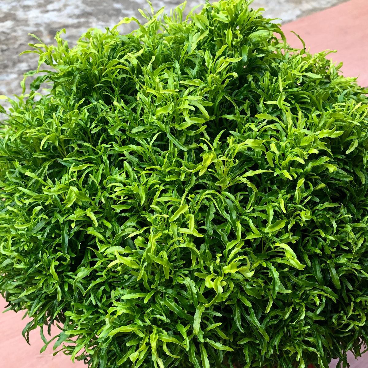Green Ball Aralia (Polyscias fruticosa) Ornamental Live Plant (Home & Garden)