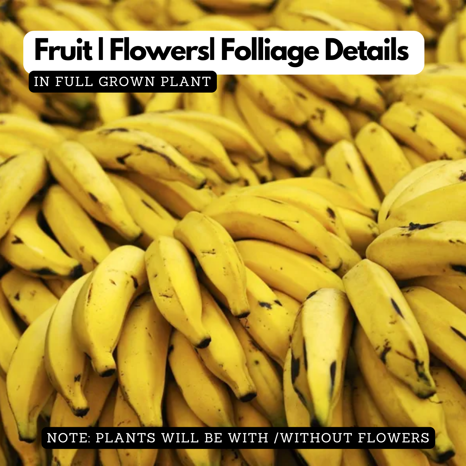 Plantain Banana/Nendra Banana (Musa paradisiaca) Fruit Live Plant (Home&Garden)