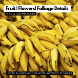 Plantain Banana/Nendra Banana (Musa paradisiaca) Fruit Live Plant (Home&Garden)