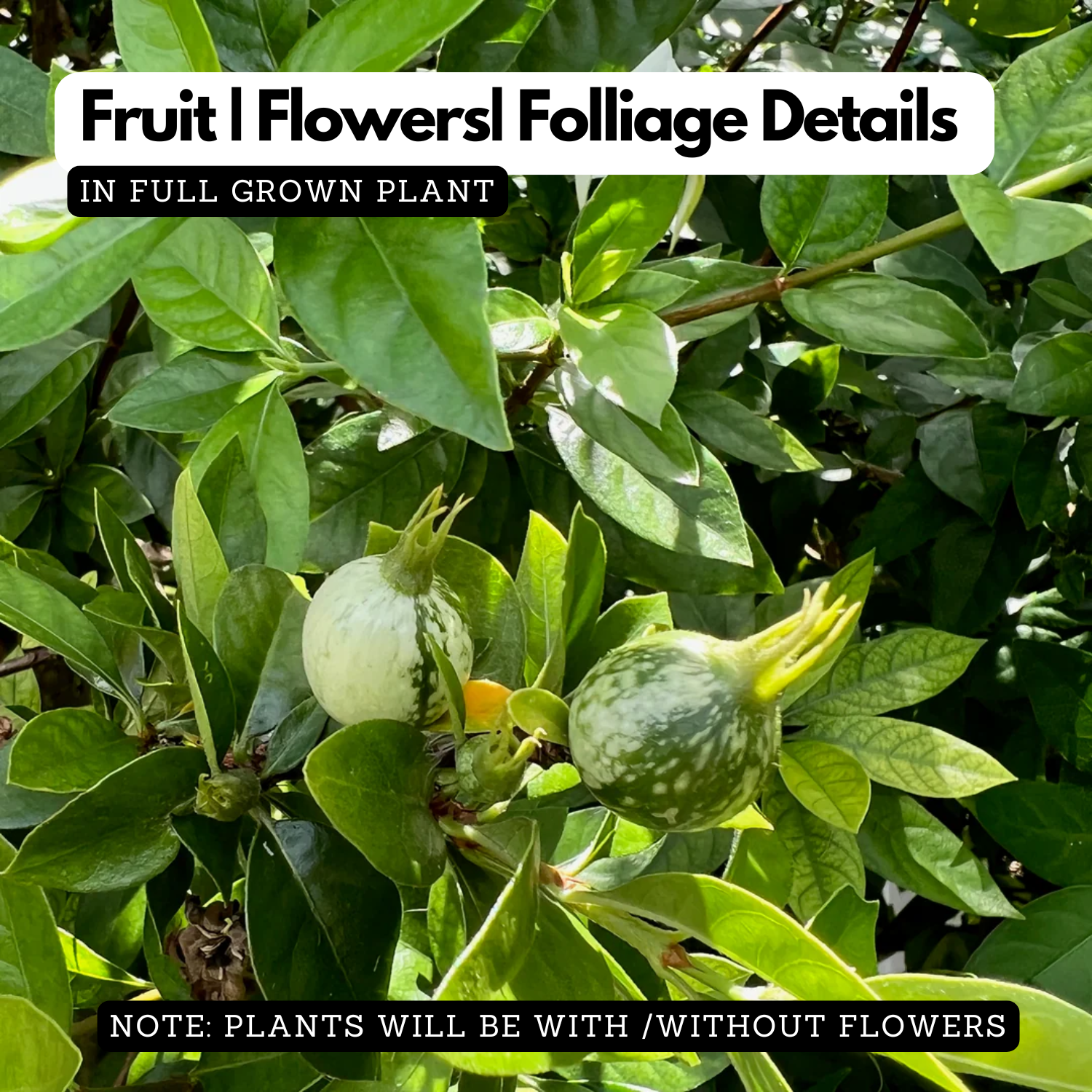 Blackberry Jam Plant (Rubus fruticosus) Fruit Live Plant (Home & Garden)