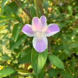 December Flower (Any Color) Live Plant (Barleria Cristata) Ornamental Flowering Shrub | Parvathy Poovu Plant for Home & Garden