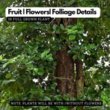 Red Sandal Wood Plant / Raktha Chandanam (Santalum album) Ornamental Live Plant (Home & Garden)