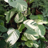 Calathea Lutea Variegated - Ornamental Live Plant (Home & Garden)