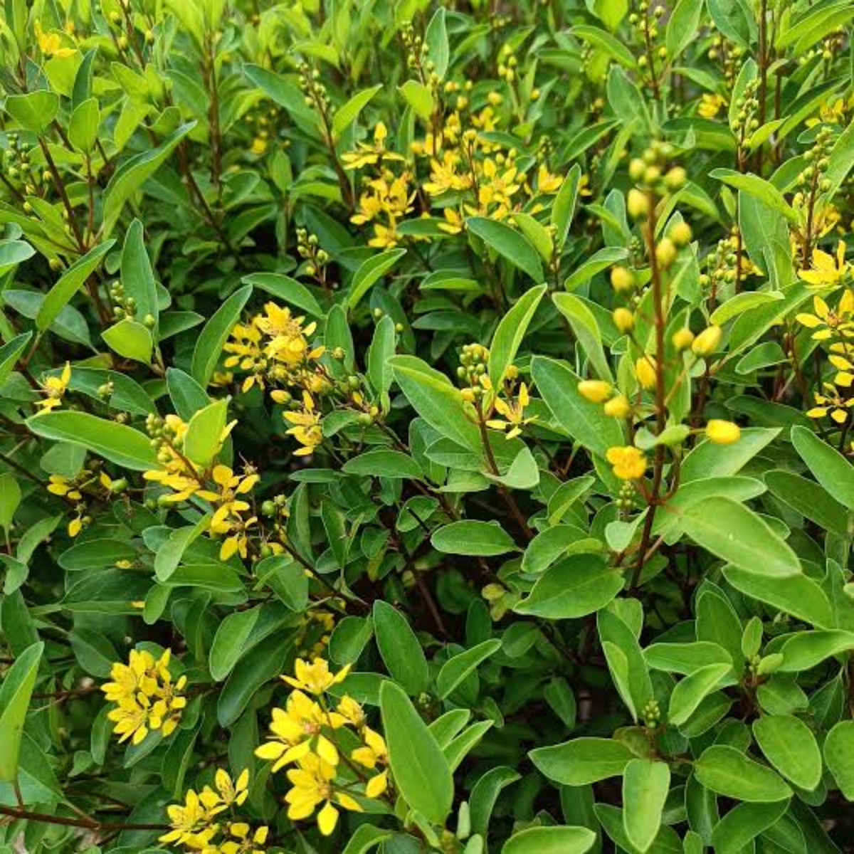 Galphimia Yellow (Galphimia gracilis) Live Plant | Yellow Flowering Ornamental Shrub for Home & Garden