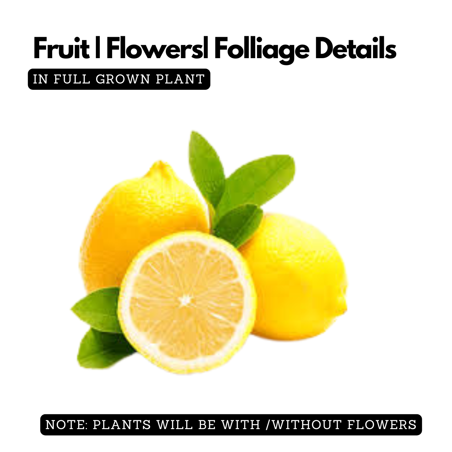 Thai Market Lemon (Citrus limon) Fruit Live plant (Home&Garden)