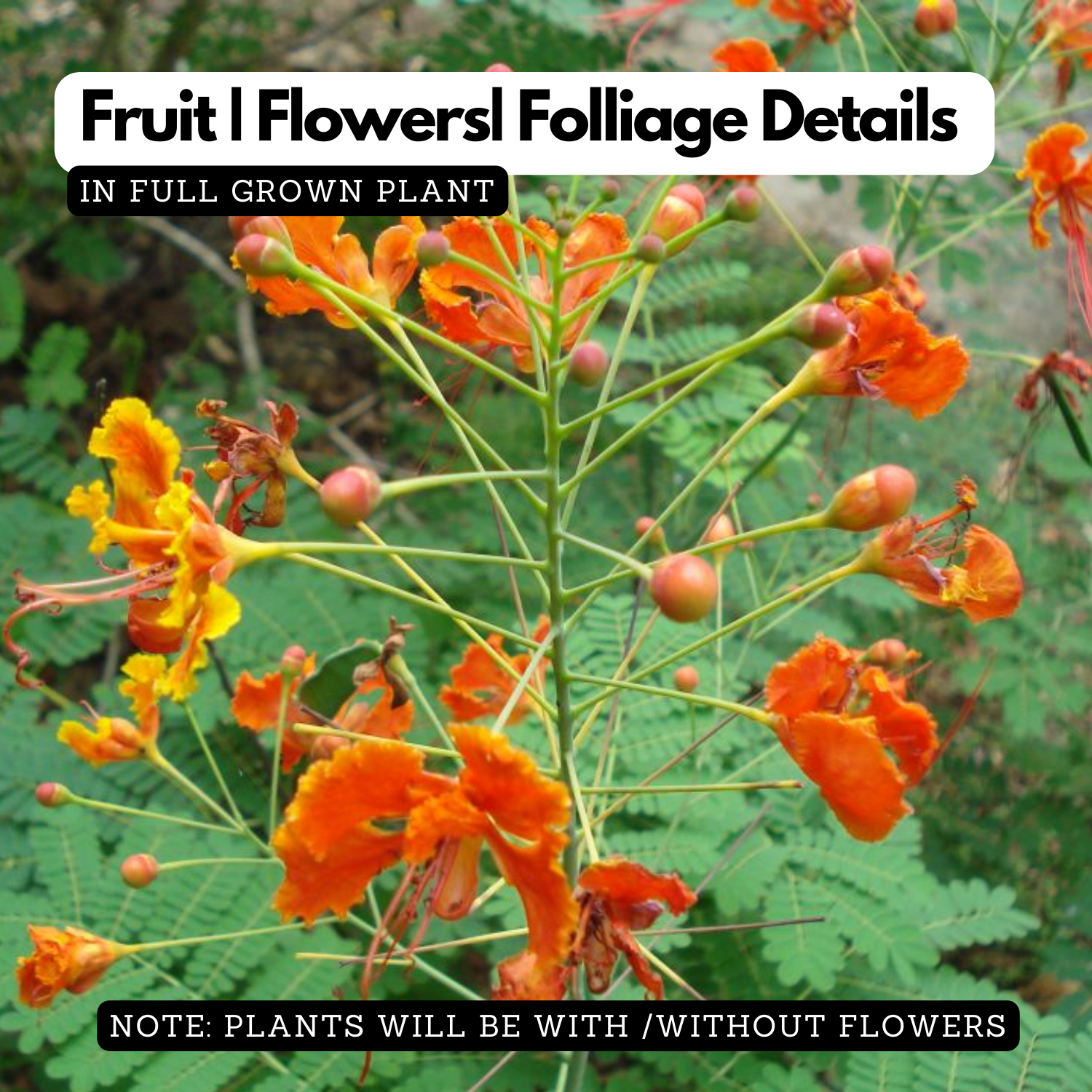 Rajamalli / Peacock Flower (Caesalpinia pulcherrima) Flowering/Ornamental Live Plant (Home & Garden)