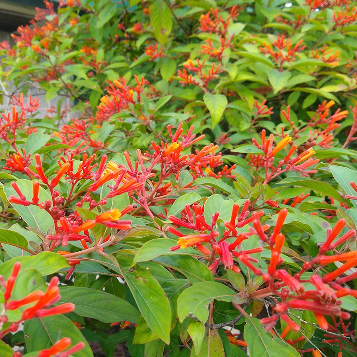 Hamelia Patens | Firebush, Hummingbird Bush, Scarlet Bush Flowering / Ornamental Live Plant (Home & Garden) (Copy)