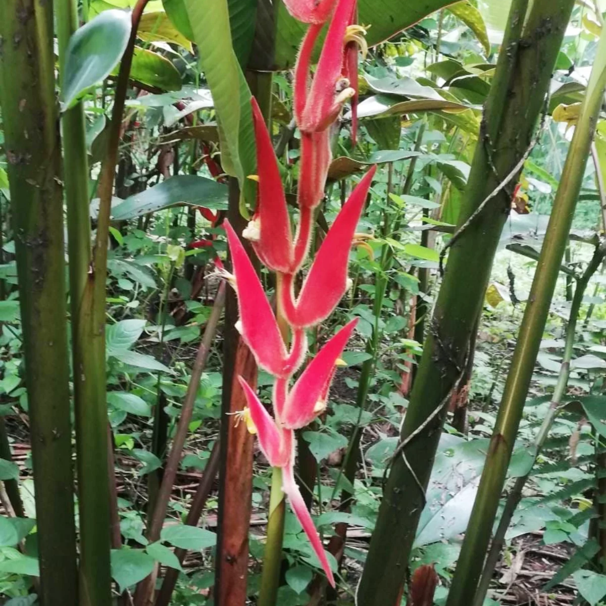 Heliconia Red Carpet (genus Heliconia) Flowering/Ornamental Live Plant (Home & Garden)
