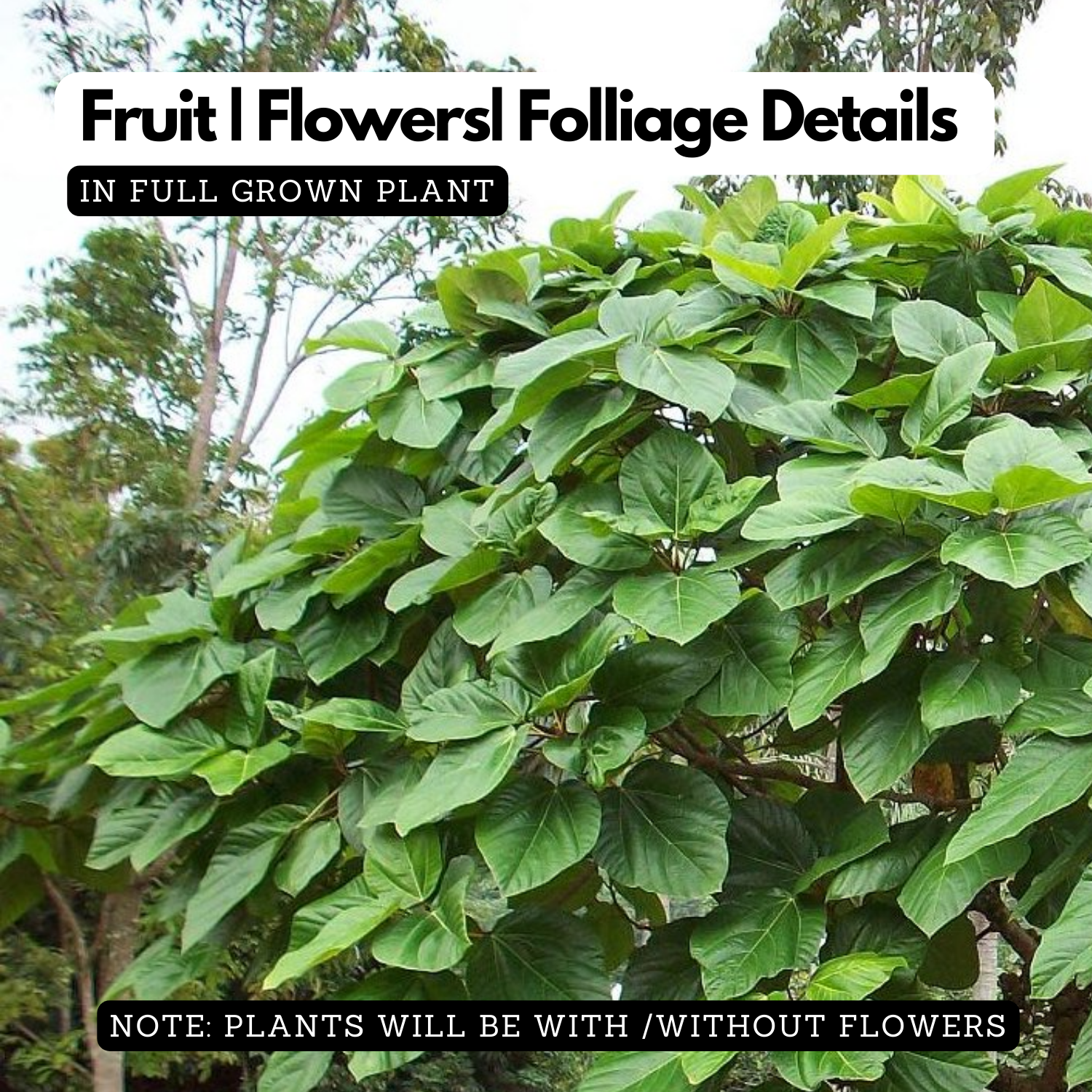 Thanal Athi / Roxburgh fig / Elephant Ear Fig / Shade Fig Live Plant (Home & Garden) Live Plant (Home & Garden)
