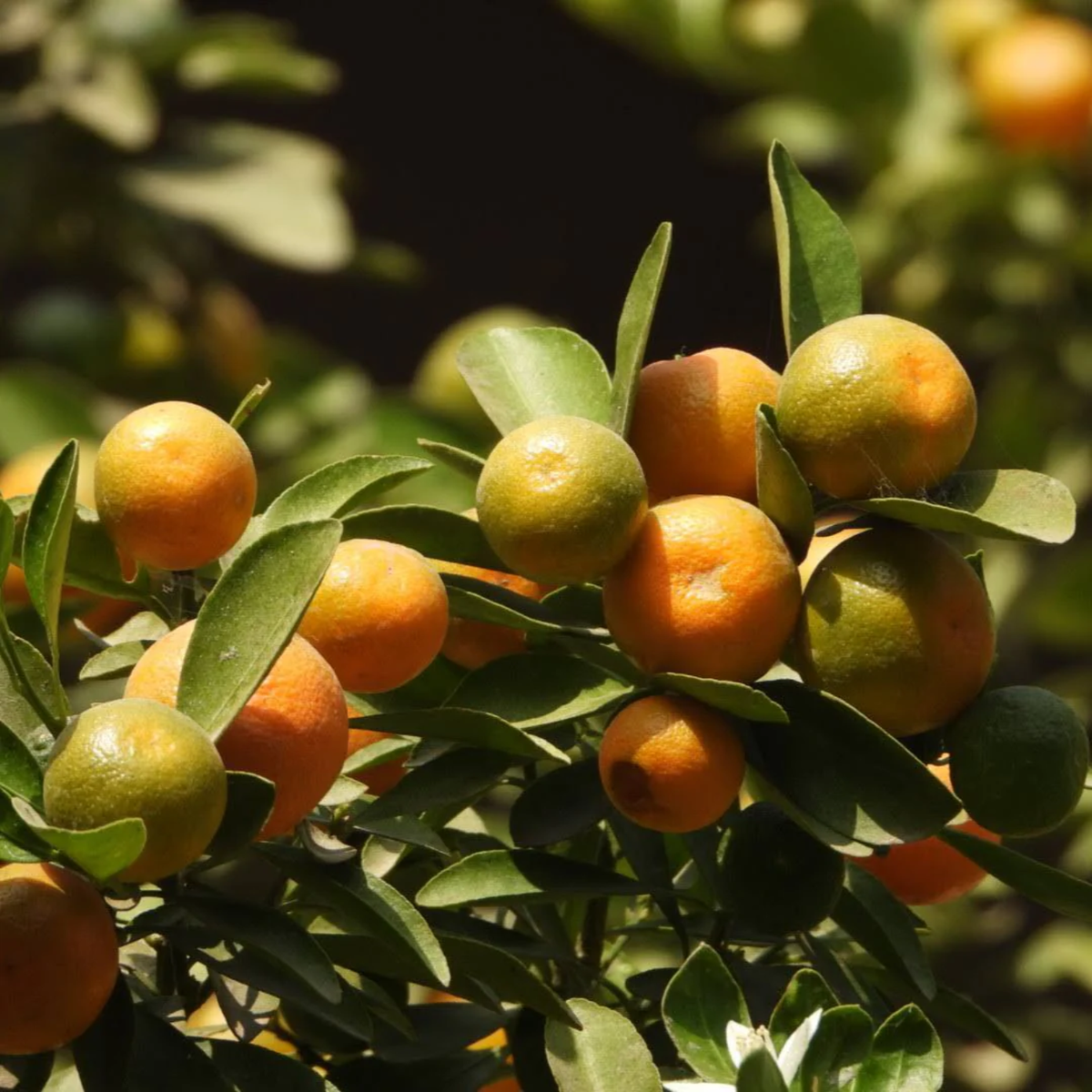 Sweet Bush Orange/Chinese Orange (Citrus sinensis) Fruit Live Plant (Home & Garden)