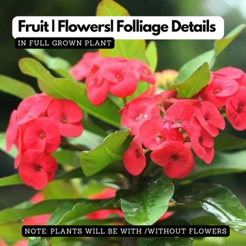 Euphorbia Milii / Christ Plant / Christ Thorn / Crown of Thorns Flower –  Hug A Plant