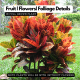 Croton Plant / Codiaeum variegatum Ornamental Live Plant (Home & Garden)