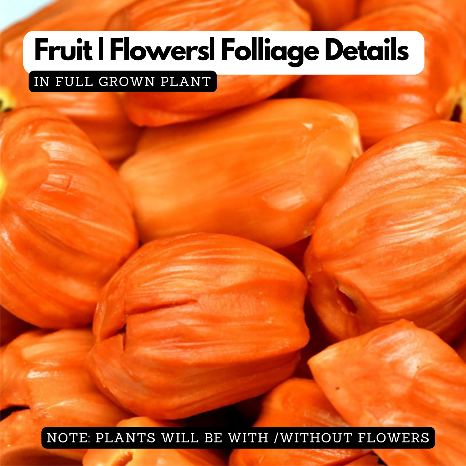Daeng Suriya Jackfruit (Grafted) (Artocarpus heterophyllus) Fruit Live Plant (Home & Garden)