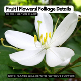 Mandaram White (Bauhinia variegata) Flowering/Ornamental Live Plant (Home & Garden)