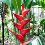 Heliconia Kawauchi (genus Heliconia) Flowering/Ornamental Live Plant (Home & Garden)