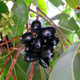 Thai King Njaval Live Plant | Thai King Jumbo Jamun Fruit Tree (Syzygium cumini) Fruit Live Plant (Home & Garden)