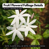 Mulla / Common Jasmine(Jasminum officinale) Flowering/Ornamental Live Plant (Home & Garden)