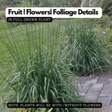 Mountain Grass - Ornamental Plant Live Plant (Home & Garden)