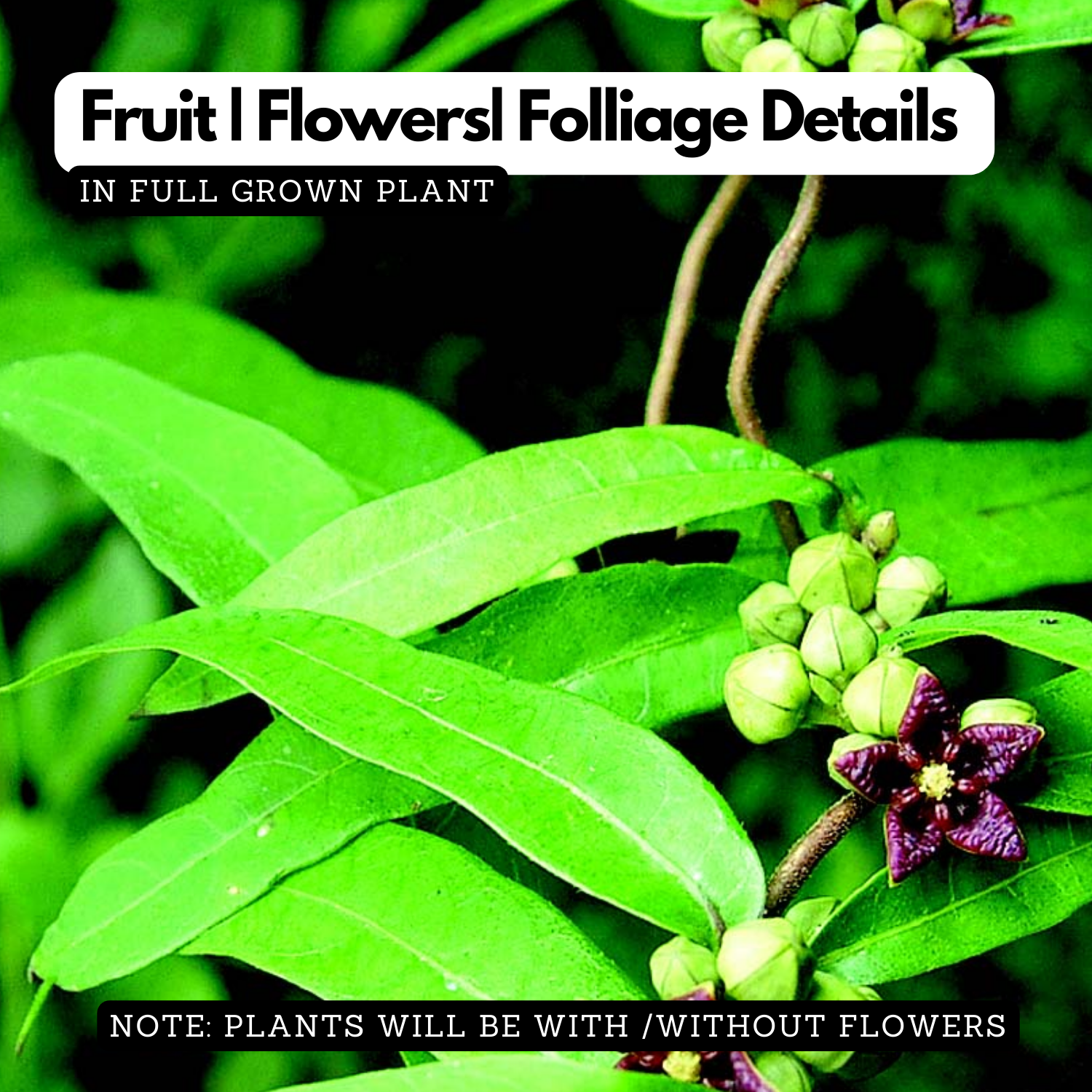 Nannari Plant, Anantamul (Indian Sarsaparilla) Medicinal Live Plant (Home & Garden)