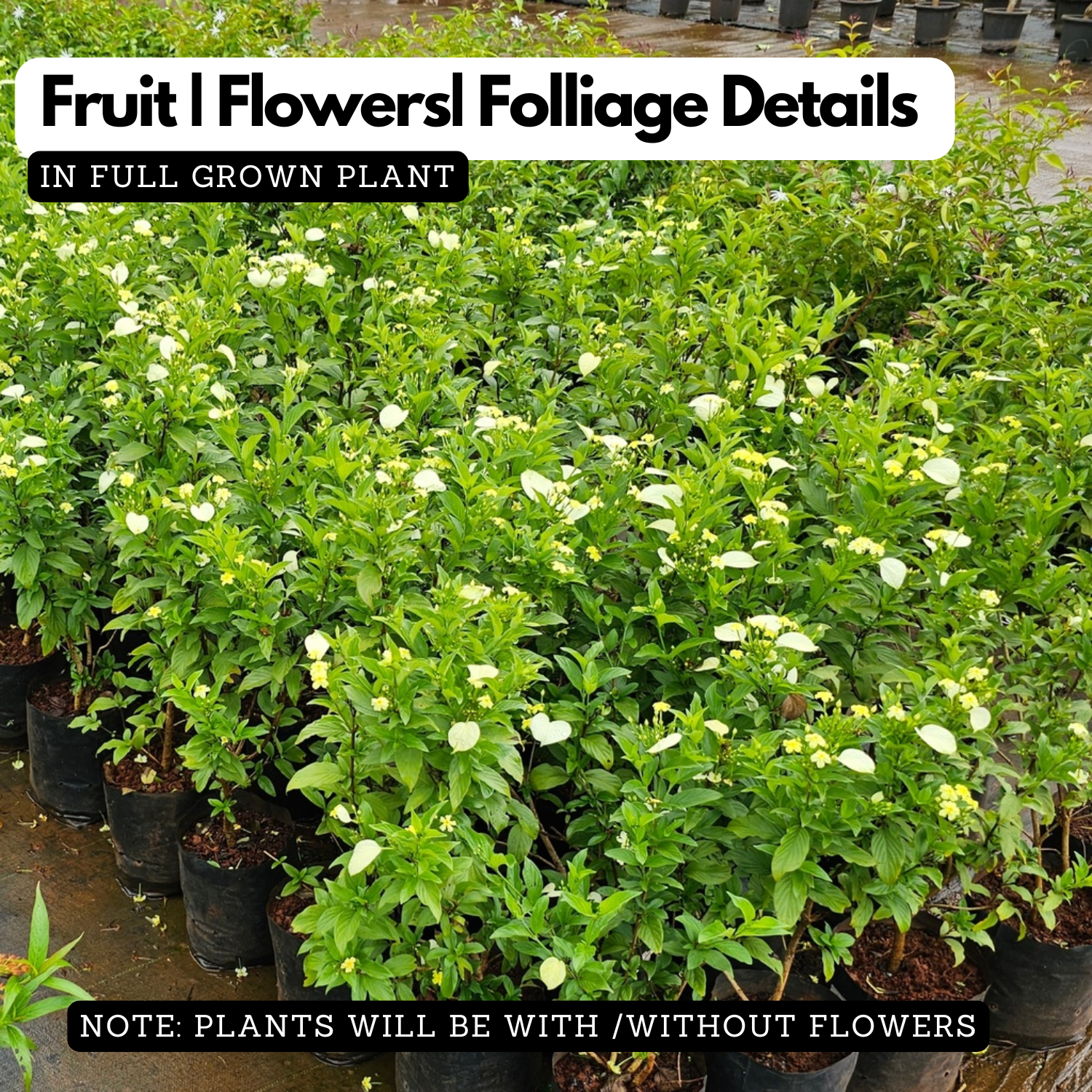 Mussaenda Lutea Flowering/Ornamental Shrub Live Plant (Home & Garden)