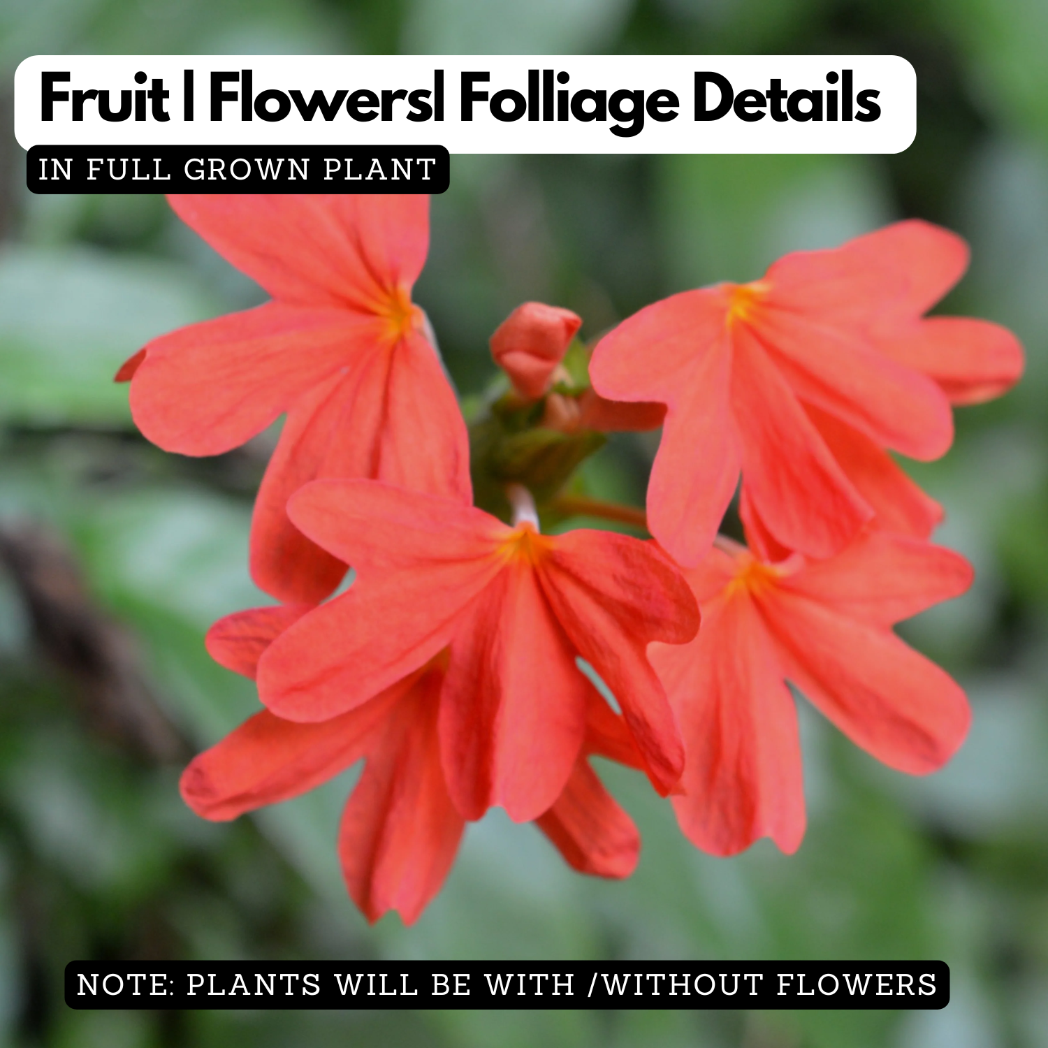 Kanakambaram Red | Crossandra (Crossandra Infundibuliformis) Flowering/Ornamental Live Plant (Home & Garden) (Copy)