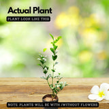 Flowering Plant Birth Star: Anizham (Plant: Jasmine / Mulla / Jasminum sambac) / Flowering / Ornamental Live Plant (H&G)