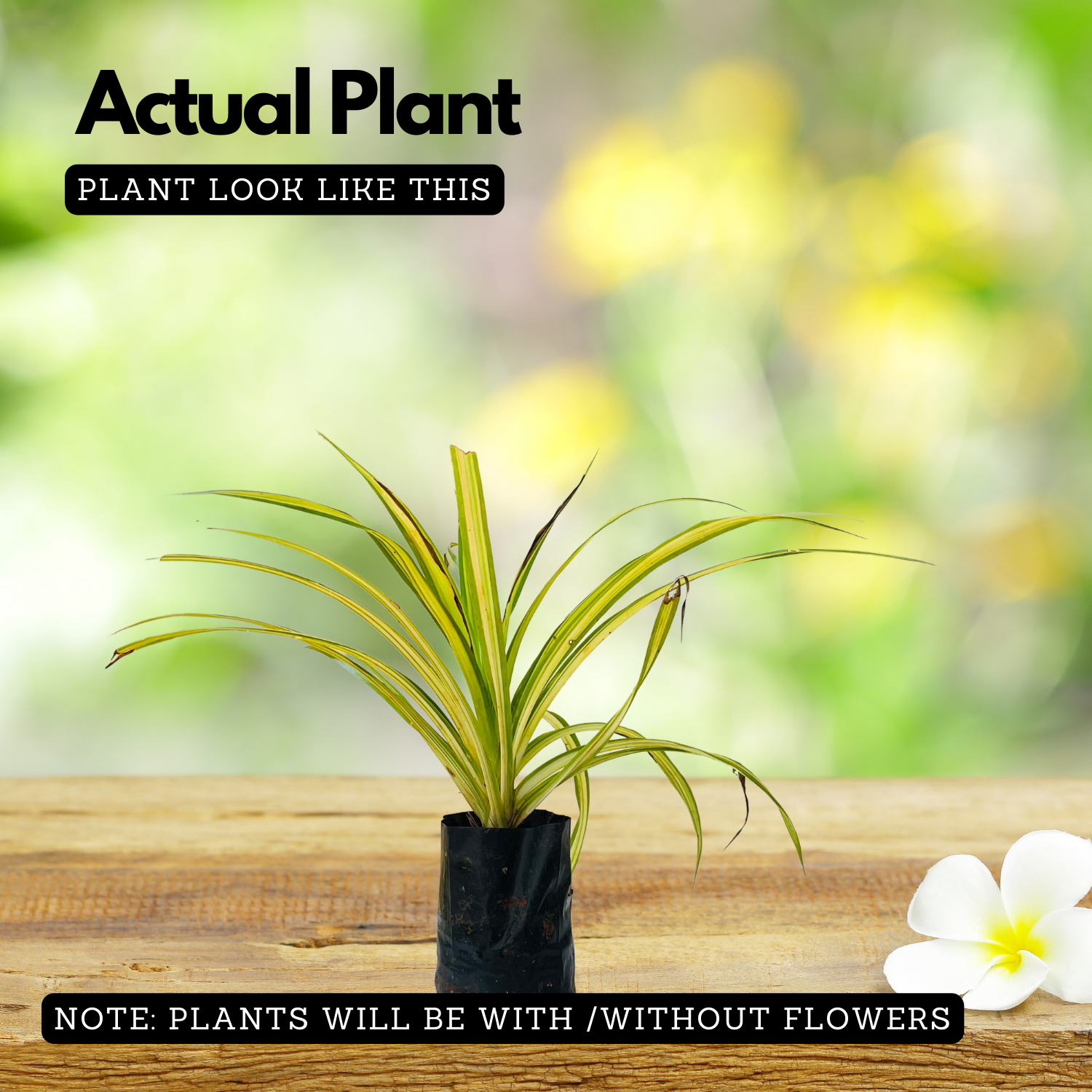 Pentanus / Spider Plant Ornamental Live Plant (Home & Garden)