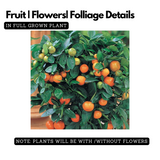 All Time Vietnam Malta Orange Grafted Fruit (Citrus Limetta)Fruit Live Plant (Home & Garden)