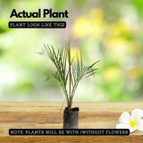 Triangle Palm, Dypsis Decaryi Ornamental Live Plant (Home & Garden)