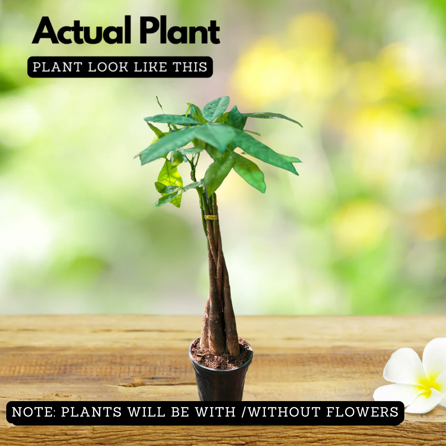 Pachira Money Plant Long Varient | Malabar Chestnut (Pachira aquatica)- Live Plant  (Home & Garden)