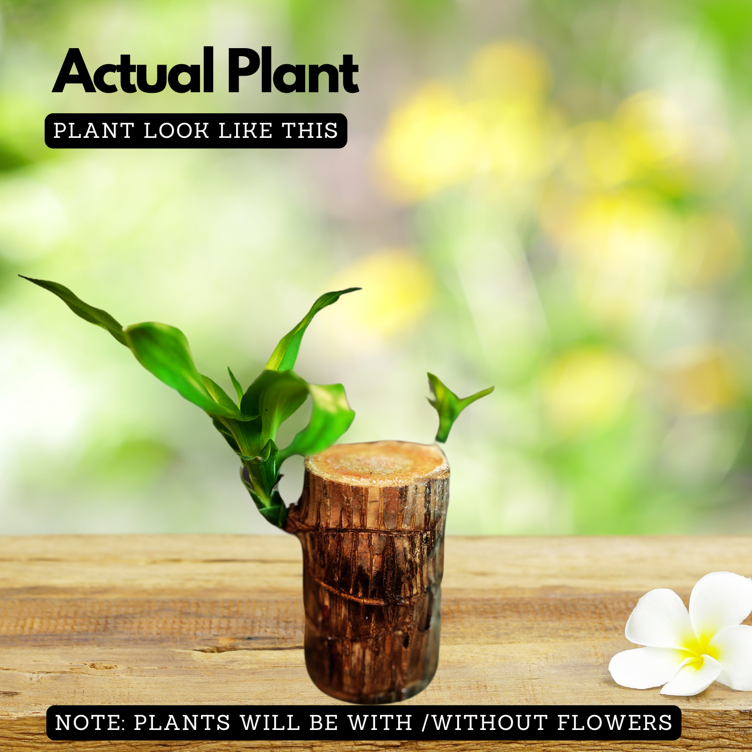 dracaena wood Dracaena wood Rooted Plant Stem