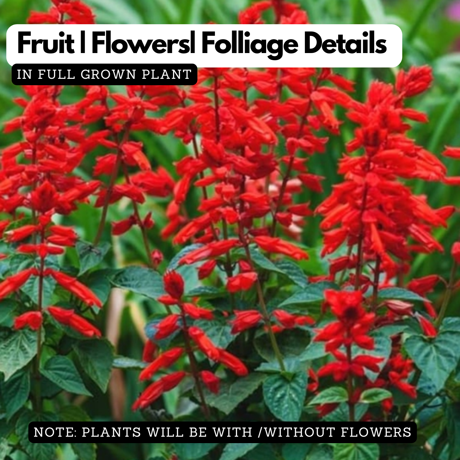 Red Salvia Live Flowering Plant | Scarlet Sage Ornamental Flower Plant for Home Garden