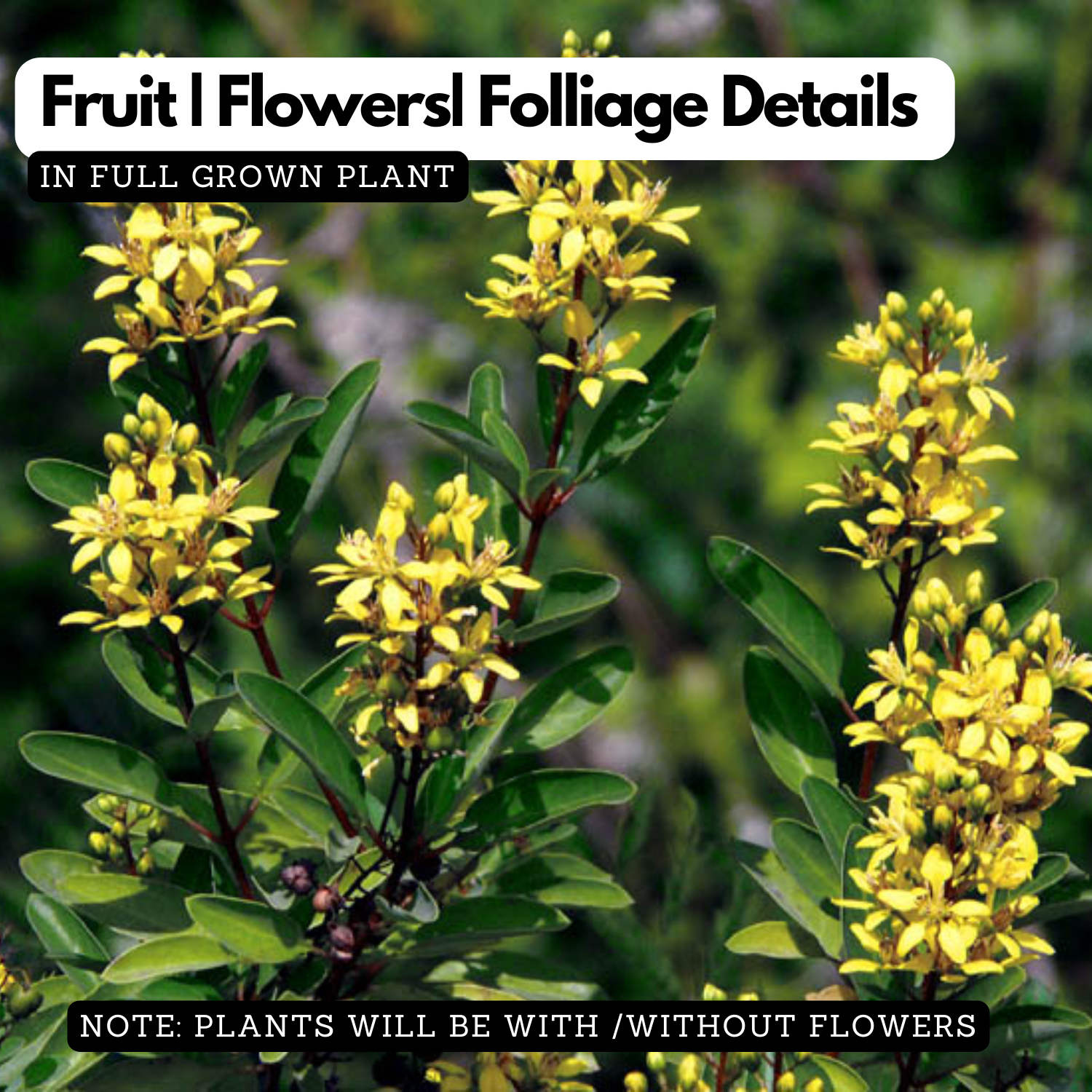 Galphimia Yellow (Galphimia gracilis) Live Plant | Yellow Flowering Ornamental Shrub for Home & Garden
