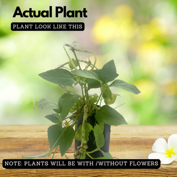 Buzz button/Toothache Plant/Paracress/Sichuan Buttons/Buzz Ting Flower –  Hug A Plant