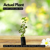 Poocha Meesha / Cats Whiskers Plant (Orthosiphon Aristatus) - Flowering/Ornamental/Medicinal Live Plant (Home & Garden)