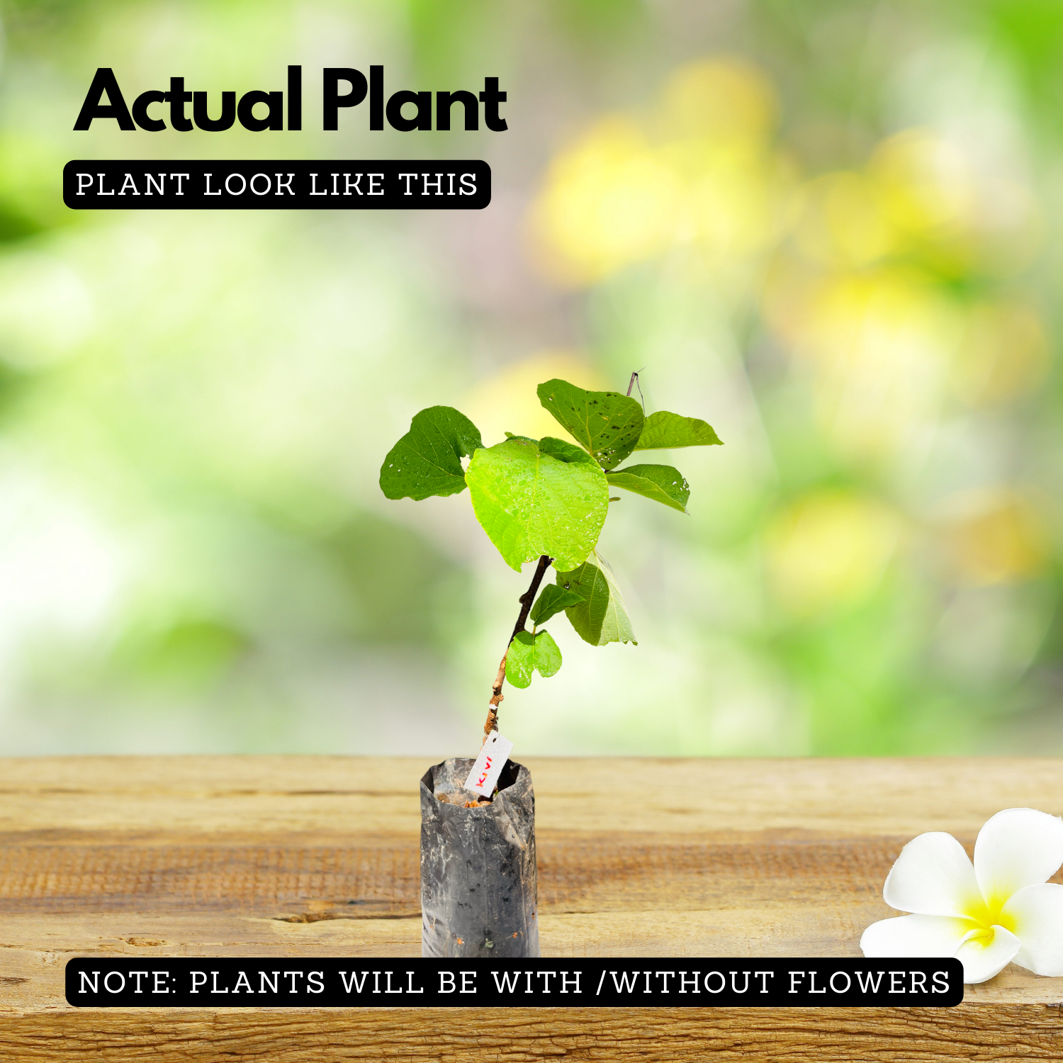 Kiwi Fruit (Actinidia deliciosa) Grafted Fruit Live Plant (Home & Garden)