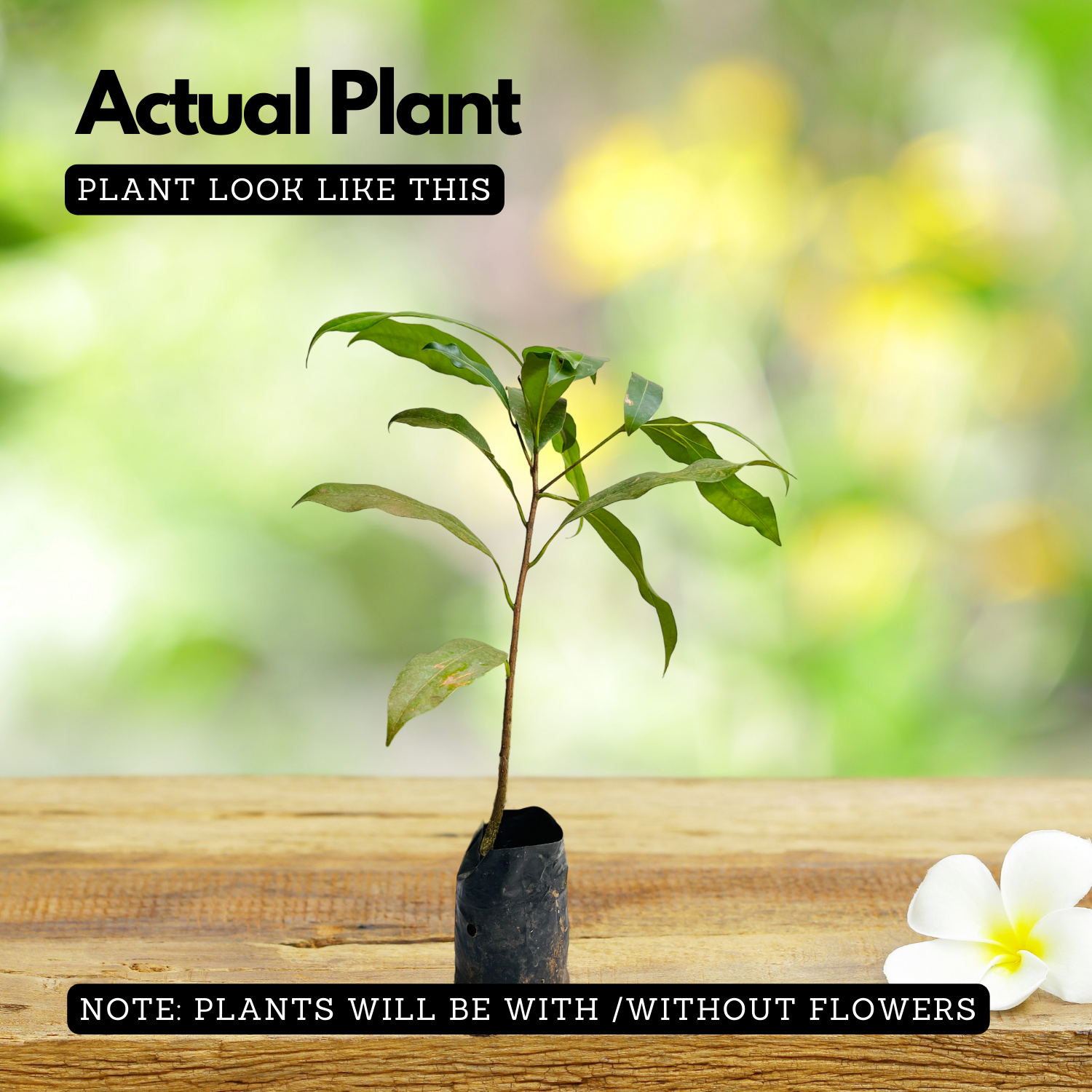 Elanji Plant / Spanish cherry / Maulsari Medicinal Live Plant Home & Garden