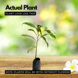 Elanji Plant / Spanish cherry / Maulsari Medicinal Live Plant Home & Garden